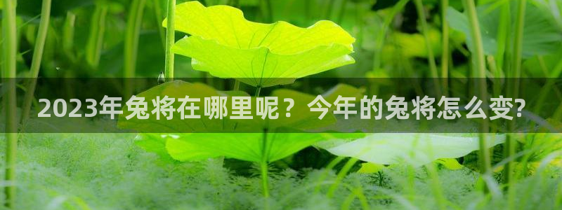 彩虹多多下载链接：2023年兔将在哪里呢？今年的兔将怎么变?