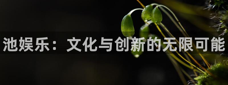 下载正版彩虹多多：池娱乐：文化与创新的无限可能